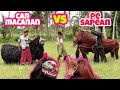 CAN MACANAN MELAWAN PE SAPEAN || KOMEDI MADURA