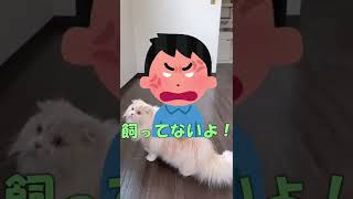 【高額請求】ペット不可賃貸物件の退去費用 #shorts #退去費用 #猫