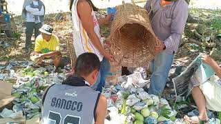 Harvesting fresh mangoes at guimaras