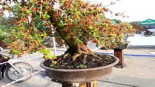 Mulberry Bonsai - beautiful bonsai