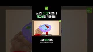 꿈의 비만치료제 '위고비'의 작동원리 #glp1 #유사체 #위고비 #삭센다