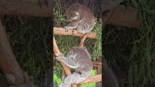 Koalas in deep sleep