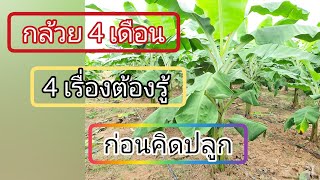 4 อย่างที่ควรรู้ก่อนปลูก กล้วย | ยาว 0925488631