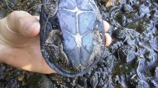 Graptemys/ Map Turtle