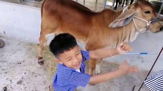 EP.19 SP8 Ranch Brahman Breeder🇹🇭 /บราห์มันเลือด100