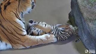 Mazy and Cub Playing - Live On Zoolife