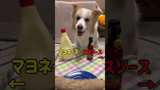 右左どっち!?ついに愛犬はデスソースを選ぶのか!?【ボーダーコリー】#shorts