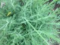 Kathleen's Herb Garden: Lavender