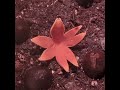 texas star mushroom time lapse