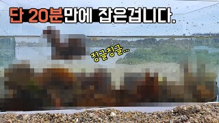 동해안에 지천에 널린 이것! 헌터x님이 싫어하는데는 이유가... [TV생물도감]