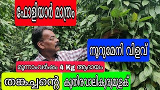 Kuthiravaly Pepper#farming#foliyar# Antony Muniyara VIogs