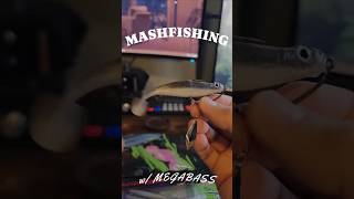 More MEGABASS Hazedong fishin!