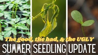 Summer Seedling Update || Seedlings are Leggy || Zinnia \u0026 Marigold Seedlings || Caring For Seedlings