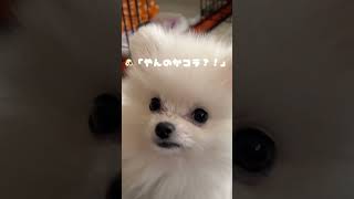 【甘噛み】イッヌvs人間#犬 #shorts #dog #pomeranian #甘噛み #short #かわいい #かわいい犬