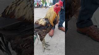 🐓பல குடும்பம் இப்படிதான் இருக்கு😂😂#funny_chicken #kozhi_koothugal #husbandwifetamilcomedy