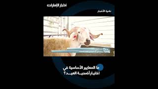 رحلة الأضحية من المزرعة إلى المائدة في مزرعة البراري 🐑✨