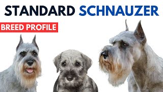 Standard Schnauzer Breed Profile History - Price - Traits - Grooming Needs - Lifespan