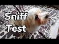 Sniff Test! - Cloud The Havanese