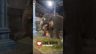 எவ்ளோ அழகான யானை 🐘 எவ்ளோ அழகா சாப்பிடுது 🌿#sorts #song #sorts #trending.....