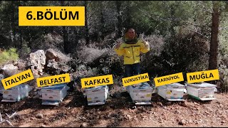 (ANA IRKLARI ) 6.bölüm. Kış bakımı. beekeeping. Arıçılıq. arıcılık.