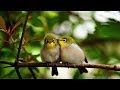 Sweet People - Et Les Oiseaux Chantaient (4K)