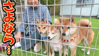 I was touched by the sight of this Shiba Inu, who doesn't like people, sadly seeing off the guests.