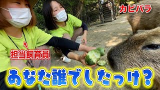 カピバラたちは果たしていつもの担当飼育員さんからもらうエサが一番好きなのか実験！（Capybara）