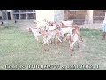 makhi chini goats for sale chakwalgoatfarm goatfarming majidshabbir