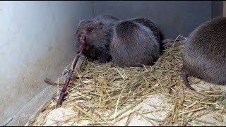 Huanong Brothers: We chop some red elephant grass for the bamboo rats. They like it so much.