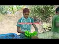 sk shree krishna banana harvesting in india maharashtra solapur banana fruit bananas