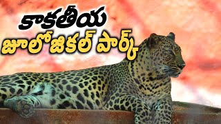 kakatiya zoological park telugu lo | Warangal