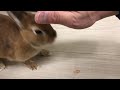 【bunny trick】かわいいうさぎの芸 bunny rabbit lapin 토끼 conejo кролик coelho kaninchen coniglio 兔子