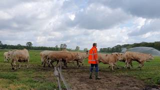 Koeiendans bij De Leentjeshoeve in Horssen