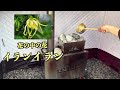 【サウナ×アロマ】サウナ室でアロマの香りを楽しもう！花の中の花編