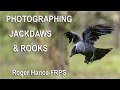 OM1 -  Photographing Jackdaws and Rooks