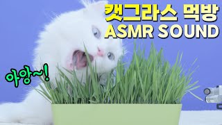 [고양이먹방] 냥이 풀뜯어 먹는 소리, 개 풀뜯어먹는 소리 ㅋㅋㅋ 캣그라스 먹방!!｜ASMR 리얼사운드｜Eng Sub) Cat grass Mukbang ASMR