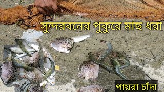 পুকুরের পায়রা চাঁদা মাছ ধরা | sundarban pond fishing | সুন্দরবনের  পুকুরে পায়রা চাঁদা বাঘদা |