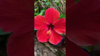 Red Hibiscus | #hibiscus #flowers #trending #viralvideo #shorts #random #nature