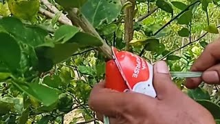 മിട്ടായിക്കവറിലെ ലെയറിങ്ങ് limekerala #farming