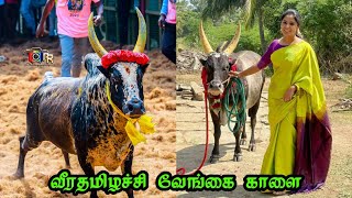 வீரதமிழச்சி காளை செம்ம ஆட்டநாயகன் வேறலெவல் சிறப்பான விளையாட்டு