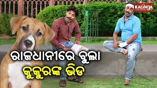 ରାଜଧାନୀରେ ବୁଲା କୁକୁରଙ୍କ ଭିଡ | Dekh Khabar Rakh Nazar || Episode 157