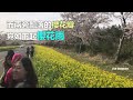 韓國春天最美道路！油菜花海有櫻花相伴｜三立新聞網setn.com