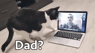 Video Сhat. The cat is looking for Daddy