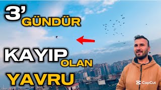 3’GÜNDÜR KAYIP OLAN YAVRU GÜVERCİN HALA TESLİM OLMADI ! 5 tane kacak birde uçurdum