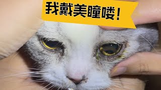 猫咪可以佩戴隐形眼镜/美瞳吗、怎么戴？如何給貓咪佩戴隱形眼鏡/美瞳呢？#猫咪 #美短 #美国短毛猫 #角膜溃疡#隐形眼镜#美瞳#隱形眼鏡#猫 #cat #cats #宠物