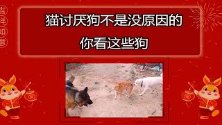 猫讨厌狗不是没原因的