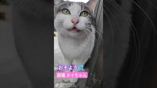 今日の庭猫 #ヌイちゃん #cat #猫 2024.12.29