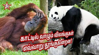 How do wild animals sleep? | காட்டில் வாழும் விலங்குகள் எவ்வாறு தூங்குகின்றன? | SHINING STAR CHANNEL