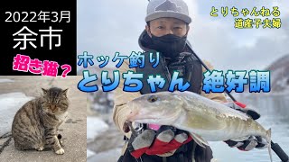 【余市】ホッケ釣り/とりちゃん絶好調/猫との戯れのおかげ？