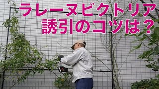 枝の細いつるバラの剪定・誘引方法【ラレーヌビクトリアのフェンス誘引】（字幕）